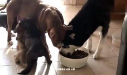 最新偷鱼爆料视频播放,揭秘水下捕鱼黑幕